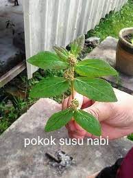 Tsuwaibah juga pernah menyusui hamzah bin 'abdul muthallib sebelumnya. Pokok Susu Nabi Penyembuh Stroke Cubalah Orangmuo My