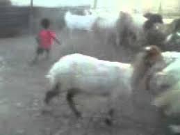 يا غنماتي ماء ماء Youtube
