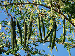 Image result for moringa seed
