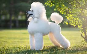 We did not find results for: Standard Poodle Trupanion Dog Breed Guide