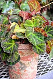 Image result for Begonia nyassensis