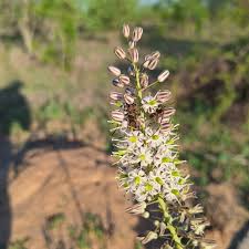 Image result for Aptosimum lineare