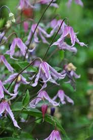 'stand by me' clematis features a shrub form that doesn't need a trellis, although it may benefit from a little support. Three Dogs In A Garden My Love Affair With Bell Shaped Clematis