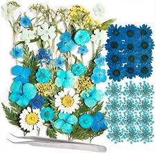 Alibaba.com offers 8,983 natural blue roses products. Amazon Com Hng Kiang Hu 63 Pcs Natural Dried Pressed Flowers For Crafts Scrapbooking Diy Art Painting Nail Preserved Flower 13 Types