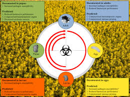 It is preferable to control colonies before installing physical barriers. A Mechanistic Framework To Explain The Immunosuppressive Effects Of Neurotoxic Pesticides On Bees Pamminger 2018 Functional Ecology Wiley Online Library