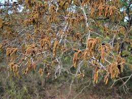 Image result for Spirostachys