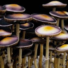 Image result for Sporobolus natalensis