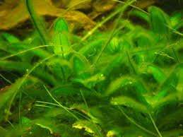 What causes hair algae to grow? Hair Algae Aquascaping Wiki Aquasabi