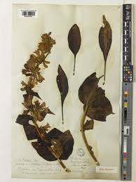 Image result for Centemopsis filiformis