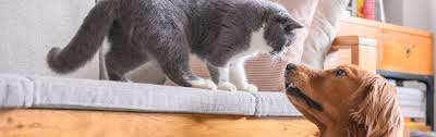 Although all coronaviruses are related, they are not all the same virus. Pets And Other Animals Cdc