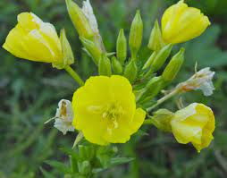Pin On Flowers