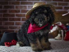 $4,500 ready for new home may 1st! 10 Best Bernedoodle Puppy Puppies Dogs For Sale Ideas Bernedoodle Puppy Bernedoodle Dogs For Sale