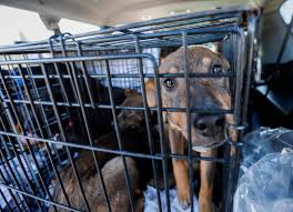 There are many no kill shelters and rescue groups in the houston area. Local No Kill Animal Rescue Groups Work To Save Strays From Euthanasia