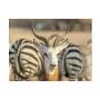 Profile Picture of khalid jamal 'Portrait with Zebra background' Canvas Art - Walmart (@walmart.com) on Google