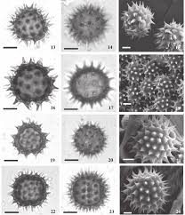 Image result for Aspilia mendoncae