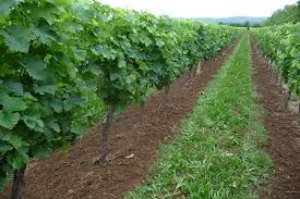 Vigne de table d'agrément écologique. L Entretien Du Sol En Viticulture Biologique Institut Francais De La Vigne Et Du Vin