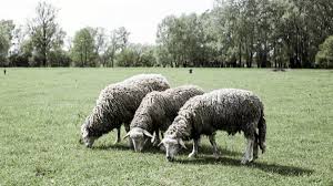 Pasterz Abdul z Dagestanu ma trzy żony i jedenaścioro dzieci. I w Polsce  czuje się świetnie