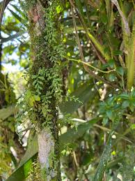 Image result for Elaphoglossum acrostichoides