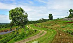 Buah pelaga (elettra cardamomum) merupakan tumbuhan natif di indonesia dan india. Bagus Agrowisata Pelaga Di Petang Sebagai Tujuan Wisata Bali