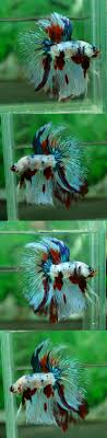 Fwbettashm1437156738 Fancy Koi Betta Fish Koi Betta Betta