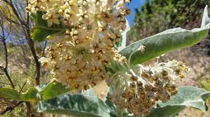 Image result for Polycarpaea eriantha