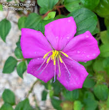 Image result for Dissotis