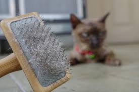 What if the home remedies do not reduce my cat's fever? 4 Cat Dandruff Home Remedies