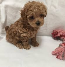 Designer And Mix Puppies Morkies Maltipoos Red Maltipoos Yorkshire Terrier Shih Tzu Havanese Toy And Teacup Poodle Mix Puppies Maltipoo Dog Poodle Puppy