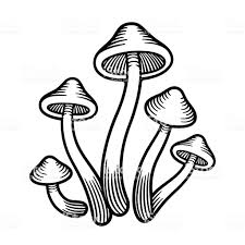 Mushrooms Monochrome Illustration Royalty Free Mushrooms Monochrome Illustration Stock Vector Art Amp More Imag Mushroom Drawing Hippie Painting Mushroom Art