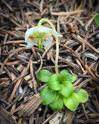 Image result for Jasminum streptopus