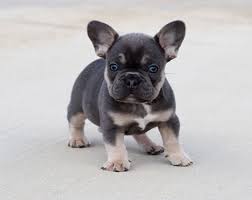 Black And Tan Merle Frenchie Akc Blue Tri Merle Carrier French Bulldog Puppy Boy Howi In 2020 Bulldog Puppies French Bulldog Puppies French Bulldog