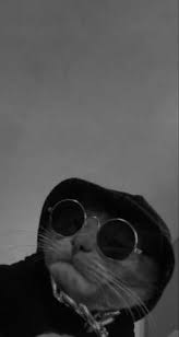  20 Ide Kucing Di 2020 Kucing Kucing Lucu Humor Kucing