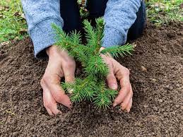 How can we stop deforestation? 5 Ways To Stop Deforestation