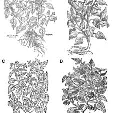 Image result for Solanum memphiticum