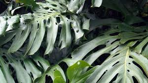 Non cumulable avec d'autres promotions. Quelles Plantes Installer Dans Une Jardiniere A Reservoir