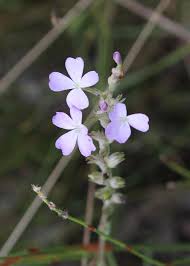 Image result for Buchnera