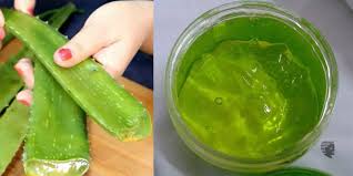 Aloe vera has a similar chemical makeup to keratin, the primary protein found in hair that helps to moisturize. Is Aloe Vera Good For Hair Loss Ahs Uae