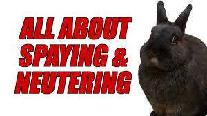It will depend on the clinic you choose and geographical location. All About Spaying And Neutering Rabbits Youtube