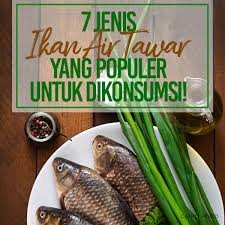 Jumlah telur yang dihasilkan bisa mencapai sekitar 200 ribu butir. 7 Jenis Ikan Air Tawar Yang Populer Untuk Dikonsumsi