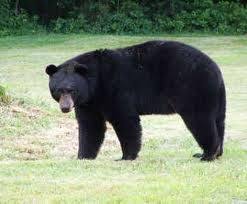 State Mammal Of Alabama Louisiana New Mexico West Virginia Black Bear Black Bear Black Bear Attacks Bear