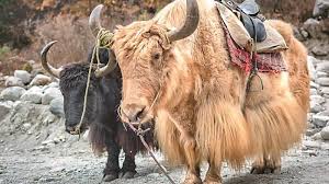 From tropical to the alpines, give looking at sikkim wildlife richness, which possess more than 4000 species of; Despite Modern Artillery The Yak Remains The Beast Of Burden For Pla