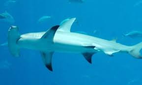 Types Of Sharks | Field & Stream