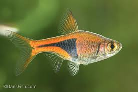 Image result for Heteromorpha