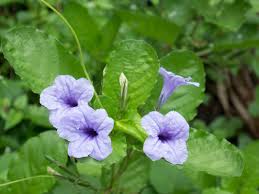 Image result for Ruellia cordata