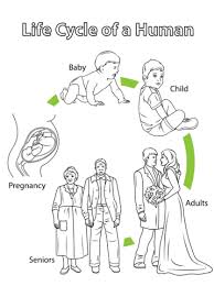 Life Cycle Of A Human Coloring Page Free Printable Coloring Pages Human Life Cycle Life Cycles Life Cycles Preschool