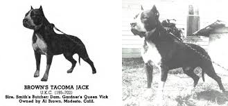 We place emphasis on breeding as close to the official akc breed standards as possible, with type, temperament and soundness being of equal importance. The So Called Modern Bloodlines By Neylor Zaurisio Medium