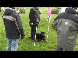 Coupe de france technique →. Rottweiler Mondioring Balou Des Cerberes De La Torre Video Dailymotion