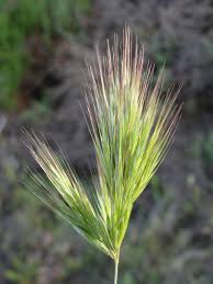 Image result for Bromus leptoclados
