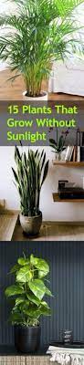 Plants That Grow Without Sunlight Indoor Garden Blessmyweeds Com Plants Indoor Plants Inside Plants