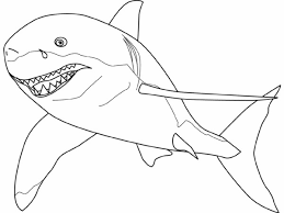 Coloriage Requin Tigre Dessin Gratuit A Imprimer